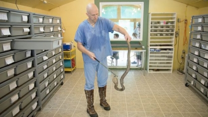 A man who uses only his hands to extract venom from the snakes