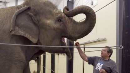 Co-founder of elephant sanctuary was killed after one elephant stepped on him