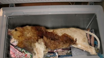 Dead body of a lion found inside the freezer of a restaurant