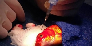 Doctors removed the tumor from the brain of the GOLDFISH