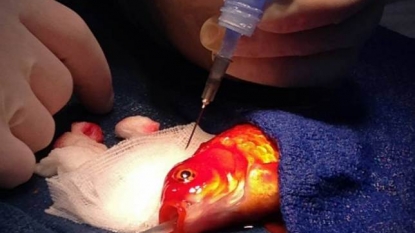 Doctors removed the tumor from the brain of the GOLDFISH