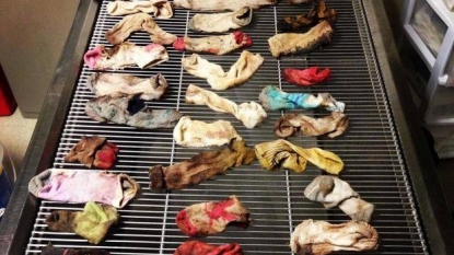 Doctors took two hours to remove the 43 socks from the stomach of a dog