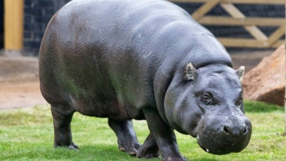 Eight people died after they were struck by a truck while butchering hit-and-run hippo