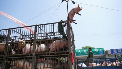 Farmer invented innovative way to transfer pigs from one truck to another