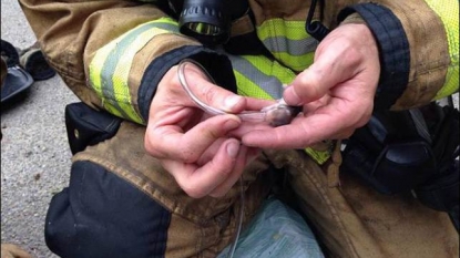 Fireman saved a family of hamster by giving them oxygen and first aid