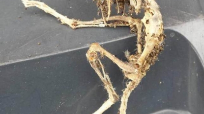 Man found a skeleton that looked like an alien under kitchen cupboard