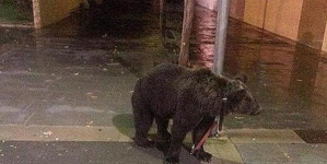 Man went to get drink after tying his pet bear into the lamppost