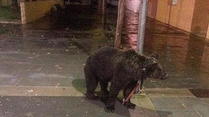 Man went to get drink after tying his pet bear into the lamppost