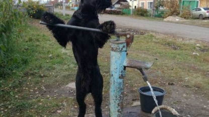 Meet a dog who helps a military veteran in running his farm successfully