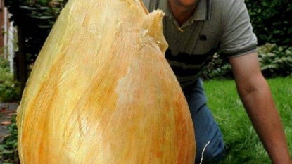 The world’s biggest onion is now of 18lb 11oz