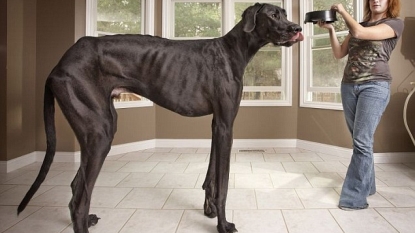 The world’s tallest dog died at age of five