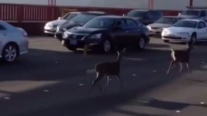 These are just few deer’s roaming on the Golden Gate Bridge