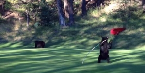 This bear really likes golf