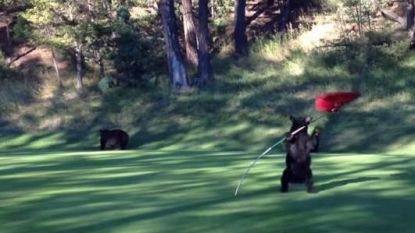 This bear really likes golf