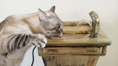 You can now buy a ‘kitty water fountain’ for your pet cat