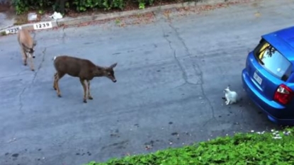 Amazing moments when deer’s encountered a white cat