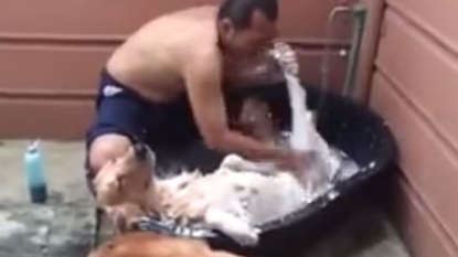 This proves that not only humans but also dogs enjoys the spa day