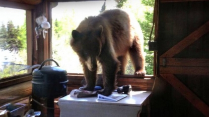 A bear broke into woman’s cabin and woman started taking picture instead of fleeing