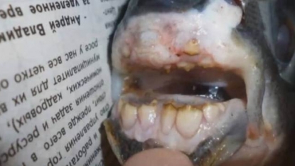 A fish has been found with the set of human teeth in it