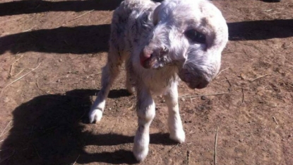 A lamb is born with two heads and it is perfectly healthy