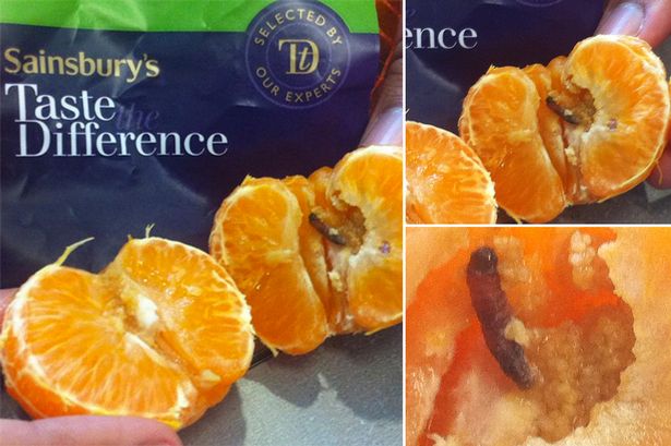 Man found larva with hundreds of eggs inside an orange