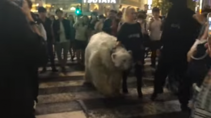 A polar bear was seen on the streets of Tokyo