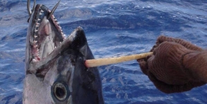 Amazing dogtooth tuna found with giant horn on its head