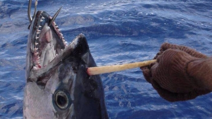 Amazing dogtooth tuna found with giant horn on its head