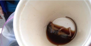 And the McDonald’s coffee is having a dead mice in it