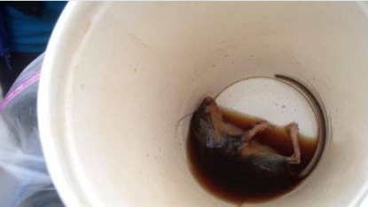 And the McDonald’s coffee is having a dead mice in it