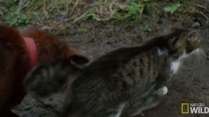 Cat leads a blind dog using her tail – showing extraordinary friendship