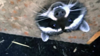 Emergency services helped a raccoon after he got stuck into metal grate