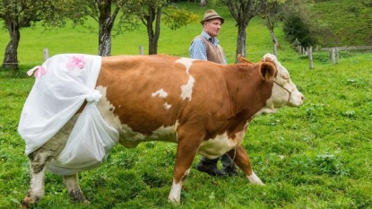 Farmer created ‘cow nappies’ just to protest against the new EU fertilizer rules