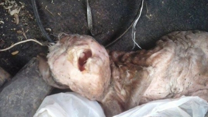 Goat given birth to a mutant kid which had ‘human face’