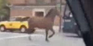 Horse running on the streets of New York