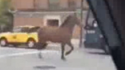 Horse running on the streets of New York