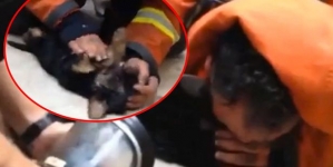 Incredible moment when a fireman gave mouth-to-mouth to save a dog