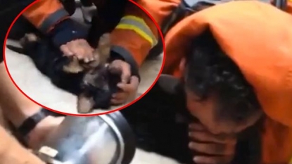 Incredible moment when a fireman gave mouth-to-mouth to save a dog