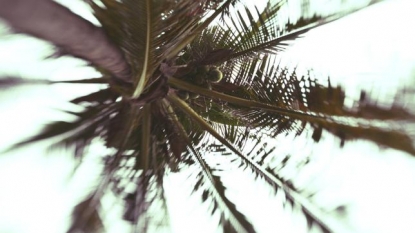 Old man climbed over coconut tree to escape from his wife