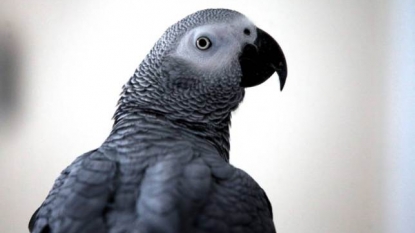 Parrot returned back home after four years speaking completely different accent