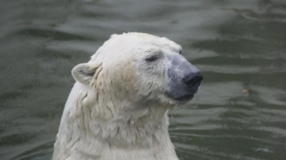 Polar bear broke into house and ate a barrel of seal oil