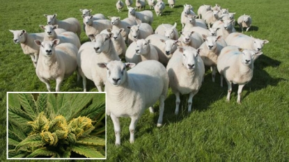 Sheep accidentally had eaten cannabis worth $5,500 (almost)