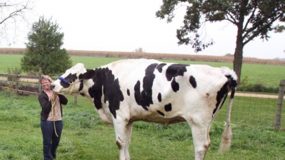 Slaughterhouse sent a cow back to farm because it was too big for being slaughtered