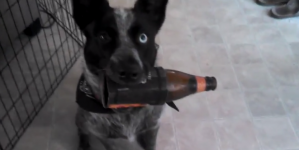 This dog would be best mate of a beer-enthusiast