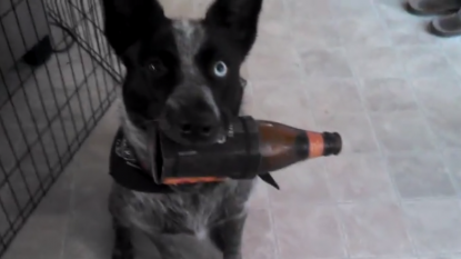 This dog would be best mate of a beer-enthusiast