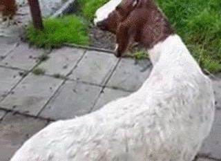 This is just a goat who can spin its head on 360 degree