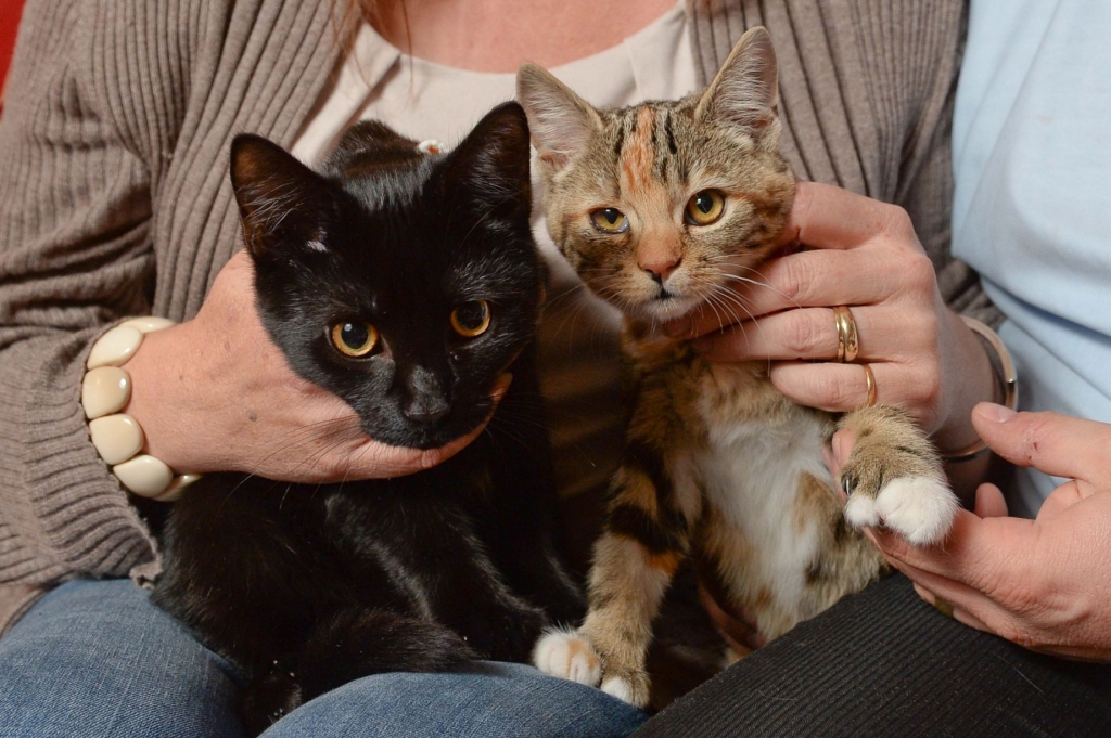 Two kittens are getting much attention after they born with an extra pair of claws