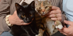 Two kittens are getting much attention after they born with an extra pair of claws