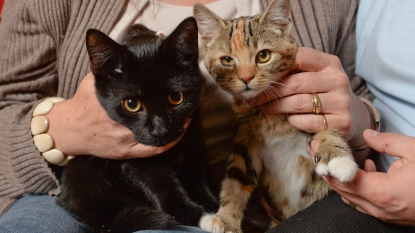 Two kittens are getting much attention after they born with an extra pair of claws