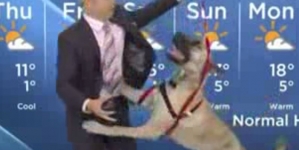 Dog joined a weather man live on air